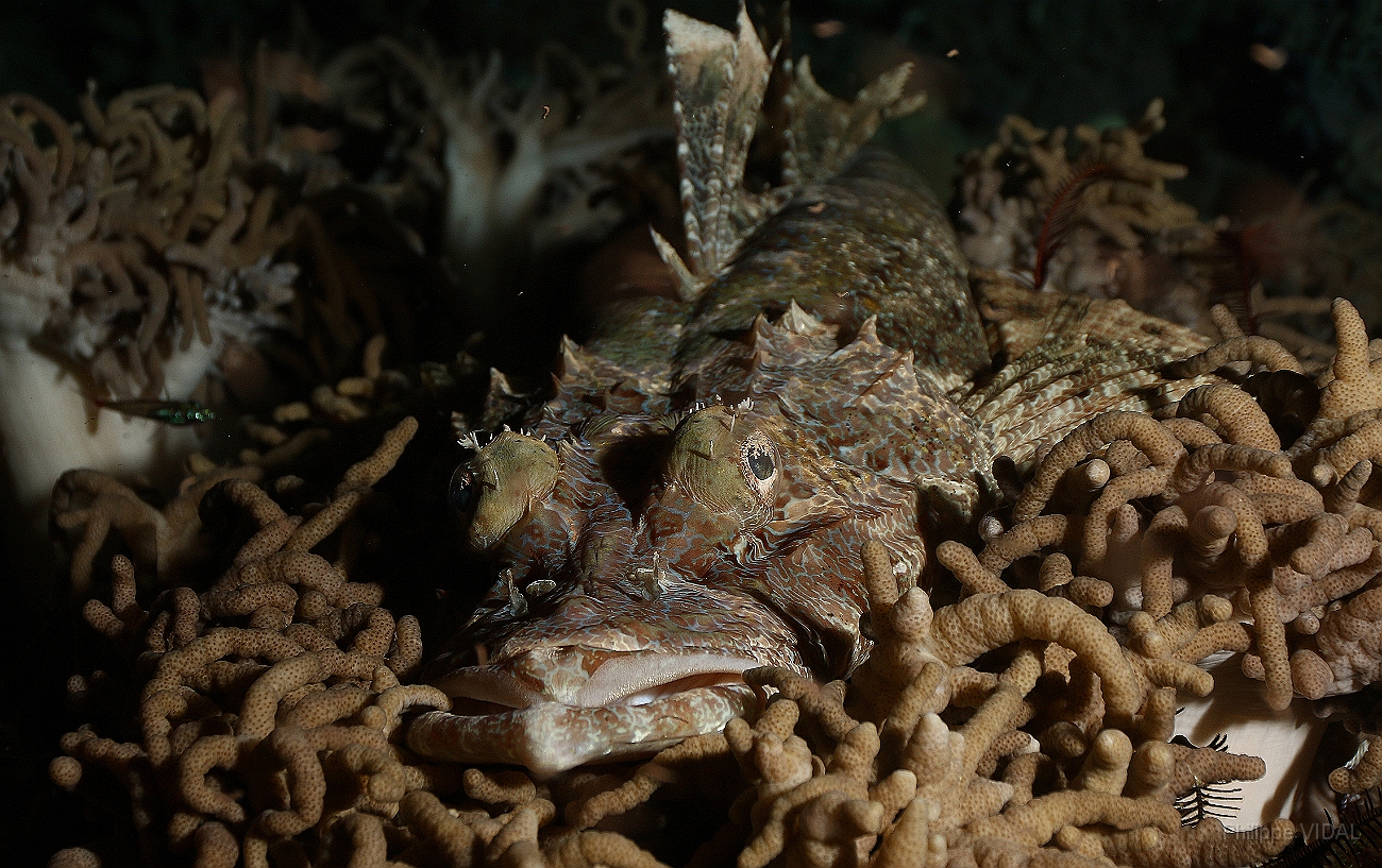 Raja Ampat 2016 - Cymbacephalus beauforti - Crocodile flathead - Poisson crocodile de Beaufort - IMG_4558_rc.jpg